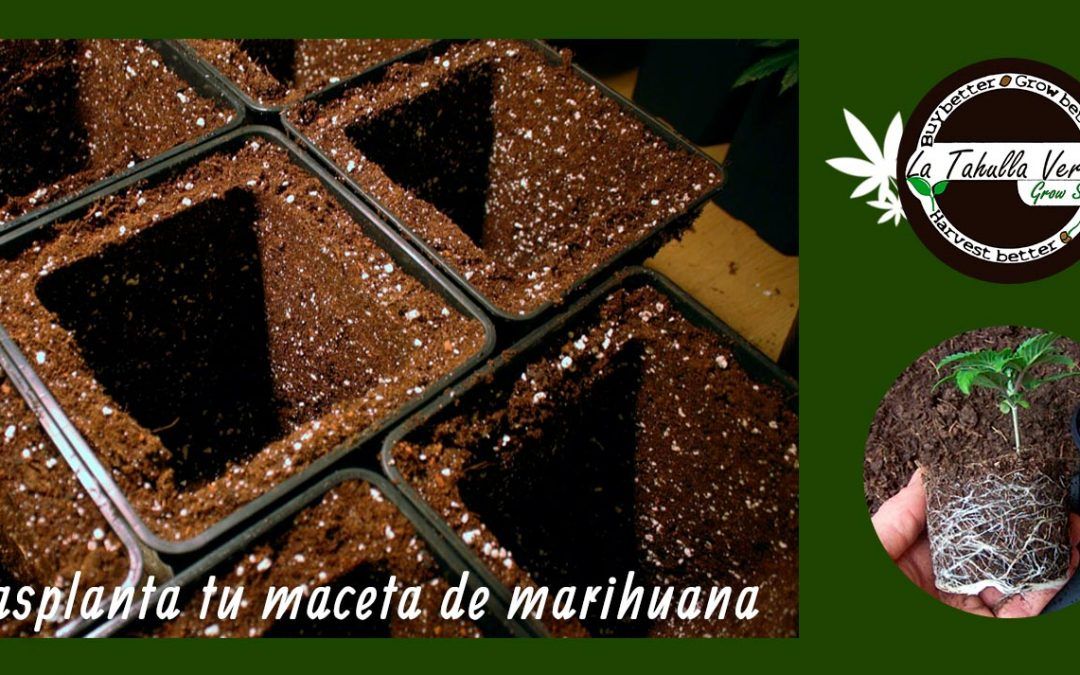 Cómo trasplantar con éxito tu maceta de marihuana