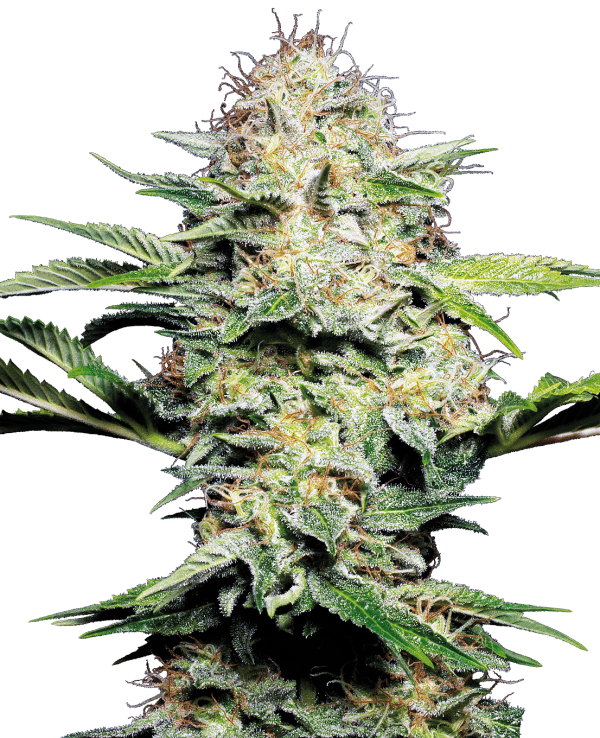 Super Skunk Automatica Sensi Seeds - Imagen 3